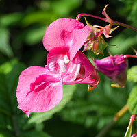 Buy canvas prints of Himalayan Balsam by Angela Cottingham