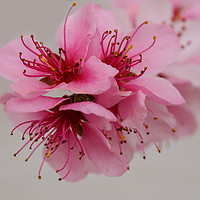 Buy canvas prints of Pink Peach Blossom by Angela Cottingham