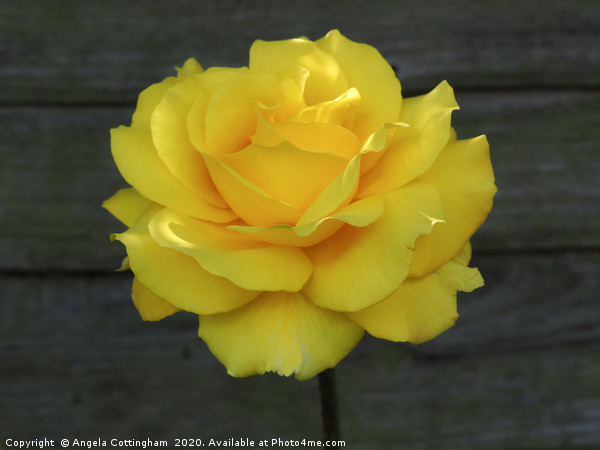 Yellow Rose Picture Board by Angela Cottingham