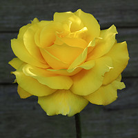 Buy canvas prints of Yellow Rose by Angela Cottingham
