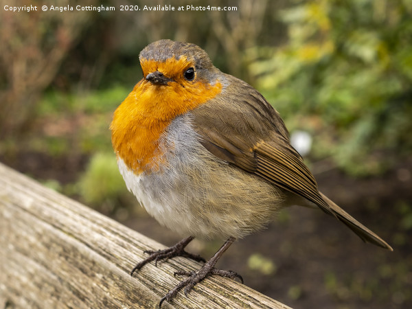 Fluffed Up Robin Picture Board by Angela Cottingham