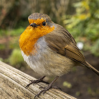Buy canvas prints of Fluffed Up Robin by Angela Cottingham