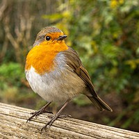 Buy canvas prints of Robin on a Garden Bench by Angela Cottingham