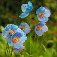 Buy canvas prints of Himalayan Poppies by Angela Cottingham
