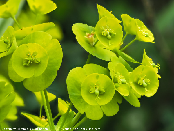 Euphorbia Flowers Picture Board by Angela Cottingham