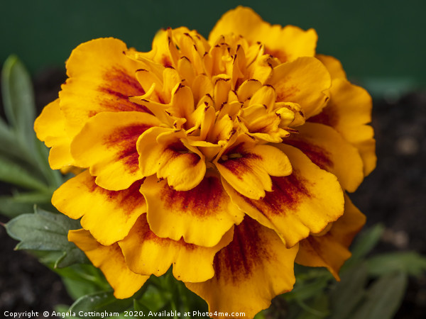 French Marigold Picture Board by Angela Cottingham