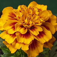 Buy canvas prints of French Marigold by Angela Cottingham
