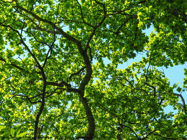 Spring Green Picture Board by Angela Cottingham