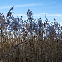 Buy canvas prints of Amongst the Reeds by Angela Cottingham