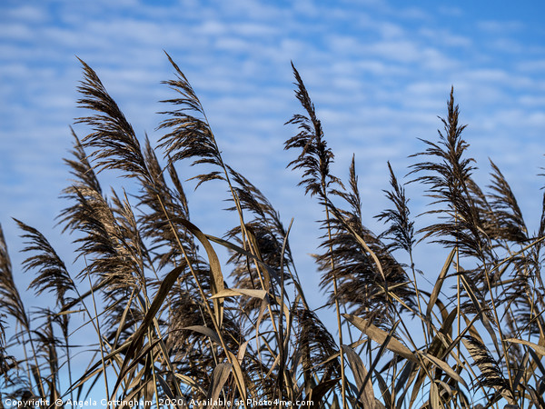 Reeds and Sky Picture Board by Angela Cottingham