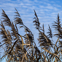 Buy canvas prints of Reeds and Sky by Angela Cottingham