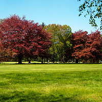 Buy canvas prints of Copper Beech and Silver Birch by Angela Cottingham