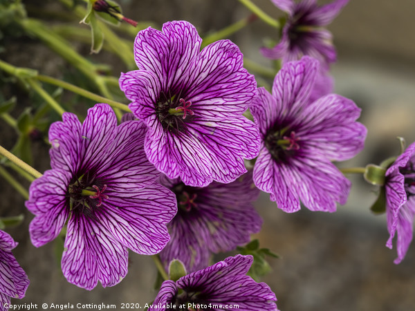 Purple Geraniums Picture Board by Angela Cottingham