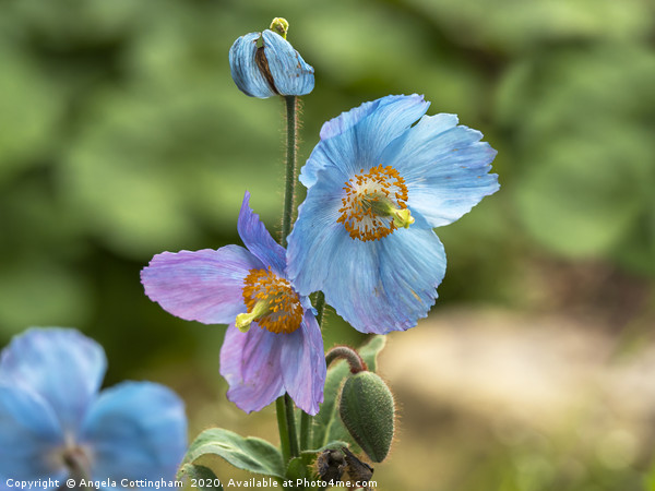 Meconopsis Poppies Picture Board by Angela Cottingham