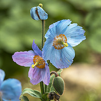 Buy canvas prints of Meconopsis Poppies by Angela Cottingham