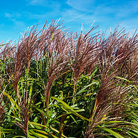 Buy canvas prints of Chinese Silver Grass by Angela Cottingham