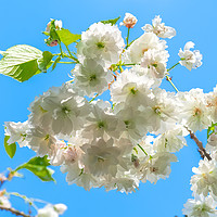 Buy canvas prints of White Cherry Blossom by Angela Cottingham