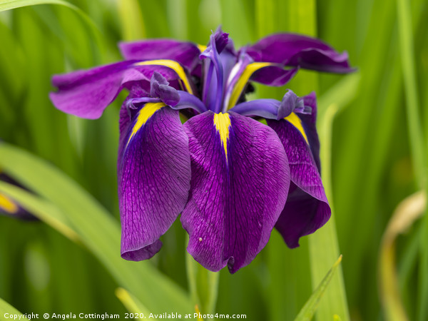 Japanese water iris Picture Board by Angela Cottingham