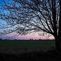 Buy canvas prints of Tree Just After Sunset by Angela Cottingham