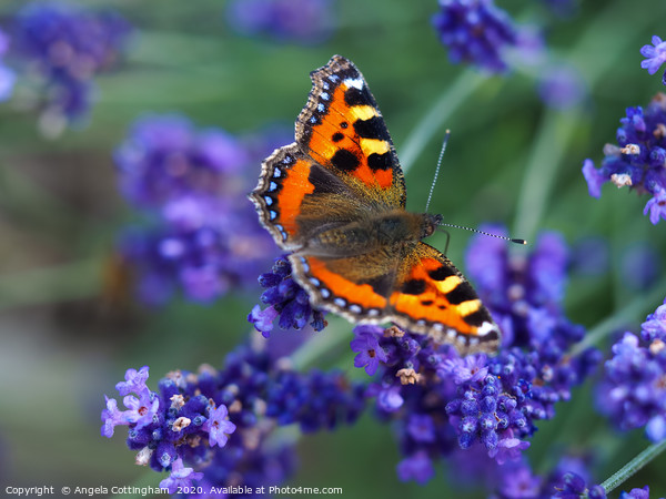 Small Tortoiseshell on Lavender Picture Board by Angela Cottingham