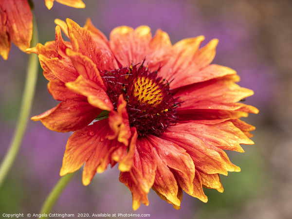 Beautiful Gaillardia Flower Picture Board by Angela Cottingham
