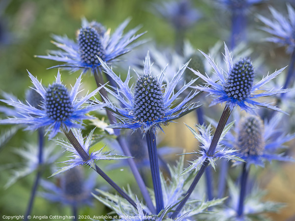 Sea Holly Picture Board by Angela Cottingham