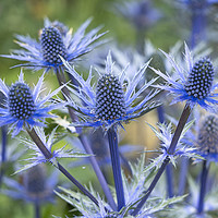 Buy canvas prints of Sea Holly by Angela Cottingham