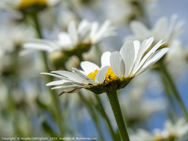 Oxeye Daisies Picture Board by Angela Cottingham