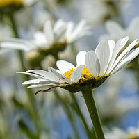 Buy canvas prints of Oxeye Daisies by Angela Cottingham