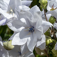 Buy canvas prints of White Balloon Flower by Angela Cottingham