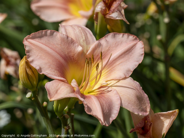 Peach Daylily Picture Board by Angela Cottingham