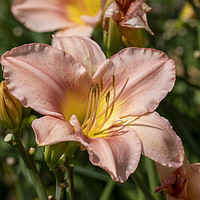 Buy canvas prints of Peach Daylily by Angela Cottingham
