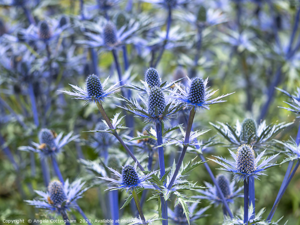Blue Sea Holly Picture Board by Angela Cottingham