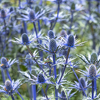Buy canvas prints of Blue Sea Holly by Angela Cottingham