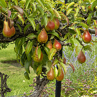 Buy canvas prints of Pears on a Pear Tree by Angela Cottingham