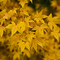 Buy canvas prints of Yellow Leaves by Angela Cottingham
