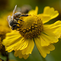 Buy canvas prints of Helenium and Honey Bee 1 by Angela Cottingham