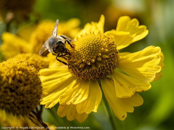 Helenium and Honey Bee 2 Picture Board by Angela Cottingham