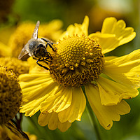 Buy canvas prints of Helenium and Honey Bee 2 by Angela Cottingham