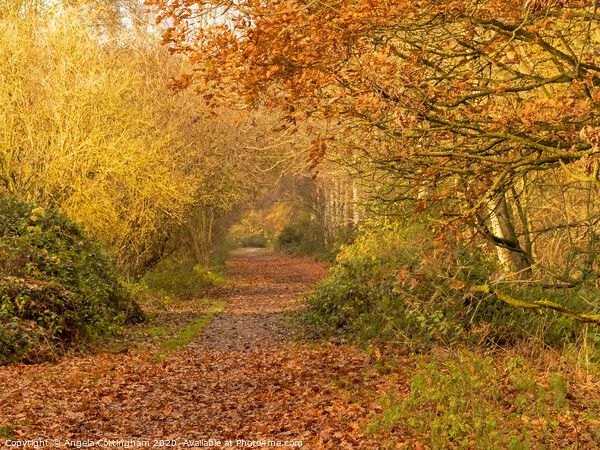 Autumn Colours at Barlow Common Picture Board by Angela Cottingham