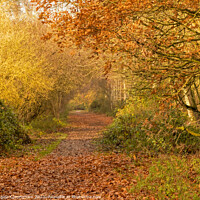 Buy canvas prints of Autumn Colours at Barlow Common by Angela Cottingham