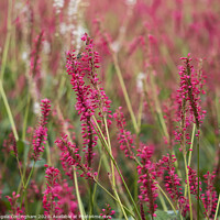 Buy canvas prints of Red bistort by Angela Cottingham