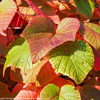 Buy canvas prints of Autumn Vine Leaves by Angela Cottingham