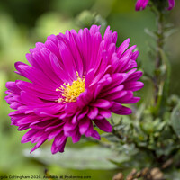 Buy canvas prints of Pink Aster by Angela Cottingham