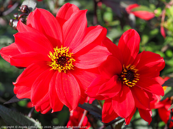 Two Red Dahlias Picture Board by Angela Cottingham