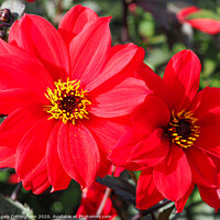 Buy canvas prints of Two Red Dahlias by Angela Cottingham