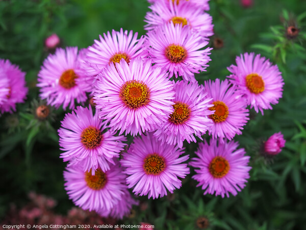 Pink Asters Picture Board by Angela Cottingham
