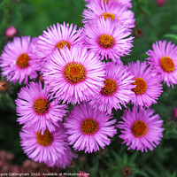 Buy canvas prints of Pink Asters by Angela Cottingham