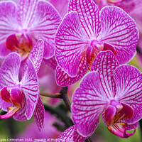 Buy canvas prints of Pink Orchids by Angela Cottingham