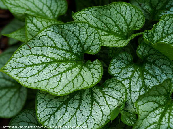 Brunnera Leaves Picture Board by Angela Cottingham